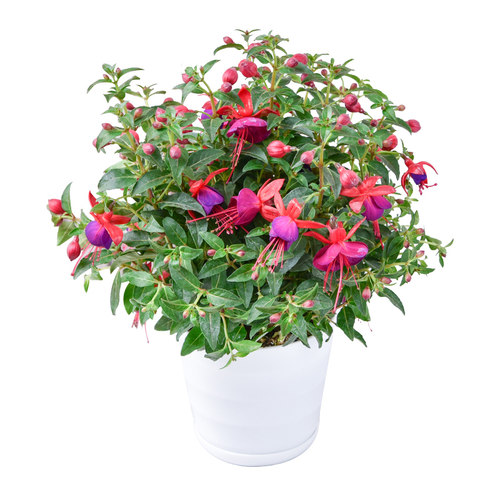 四季倒挂金钟盆栽吊钟海棠藤本灯笼花带花发垂吊室内庭院花苗 - 图3