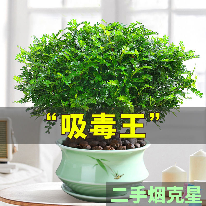 清香木盆栽正宗驱蚊草室内花卉绿植净化空气植物胡椒木办公桌卧室