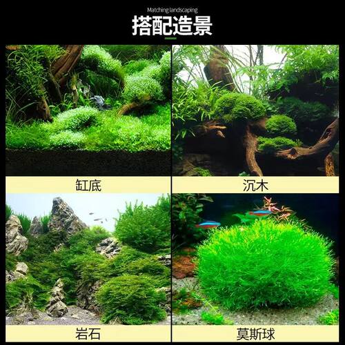 鱼缸大三角莫斯水草慕斯造景水草片散装球沉木垂泪前景草专用生态 - 图0
