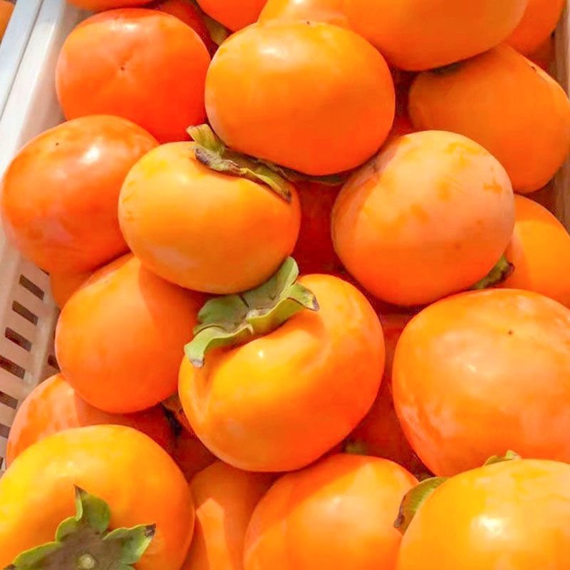 阳丰巧克力脆柿新鲜水果4.5斤整箱甜柿子冰糖心即食包邮不涩脆甜