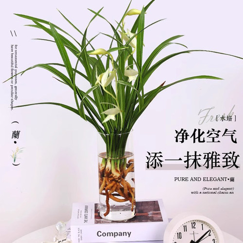 水培植物素心兰花盆栽建兰室内好养耐寒浓香兰草名贵花卉夏带花苞 - 图0