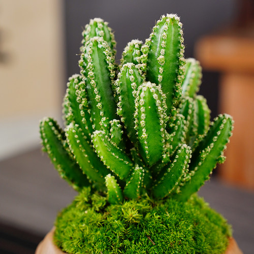 万重山盆景室内盆栽绿植花卉仙人掌四季好养多肉类植物仙人球客厅 - 图2