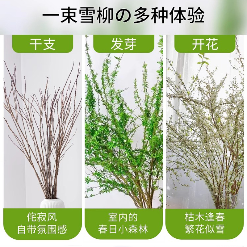 雪柳鲜枝干枝支室内水养水培植物插花好养银柳真花卉盆栽龙柳绿植 - 图2