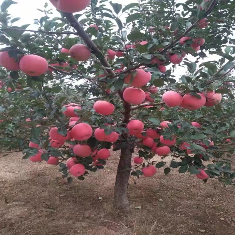 苹果树苗盆栽南方北方种植地栽冰糖心苹果苗活苗矮化果树当年结果 - 图0