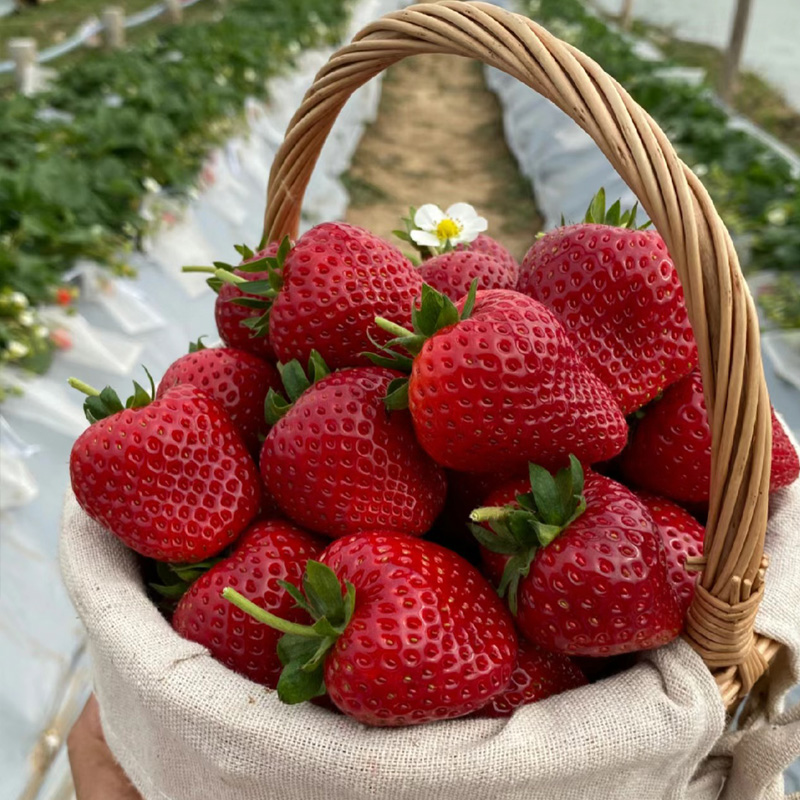 奶油草莓苗盆栽带土种籽子可食用红颜四季结果阳台种植新苗草莓秧 - 图1