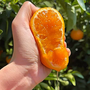 正宗云南爆甜沃柑4.5斤[1元优惠券]-寻折猪