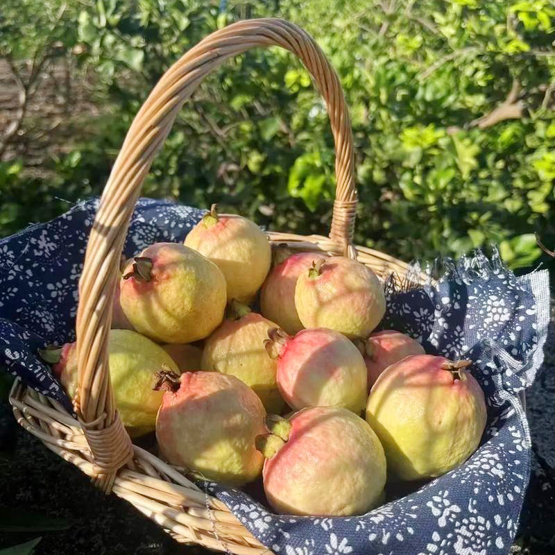 新鲜芭乐水果包邮草莓奶油软糯红心番石榴广东本地当季整箱胭脂红,淘宝优惠券,粉丝福利购,淘宝优惠卷