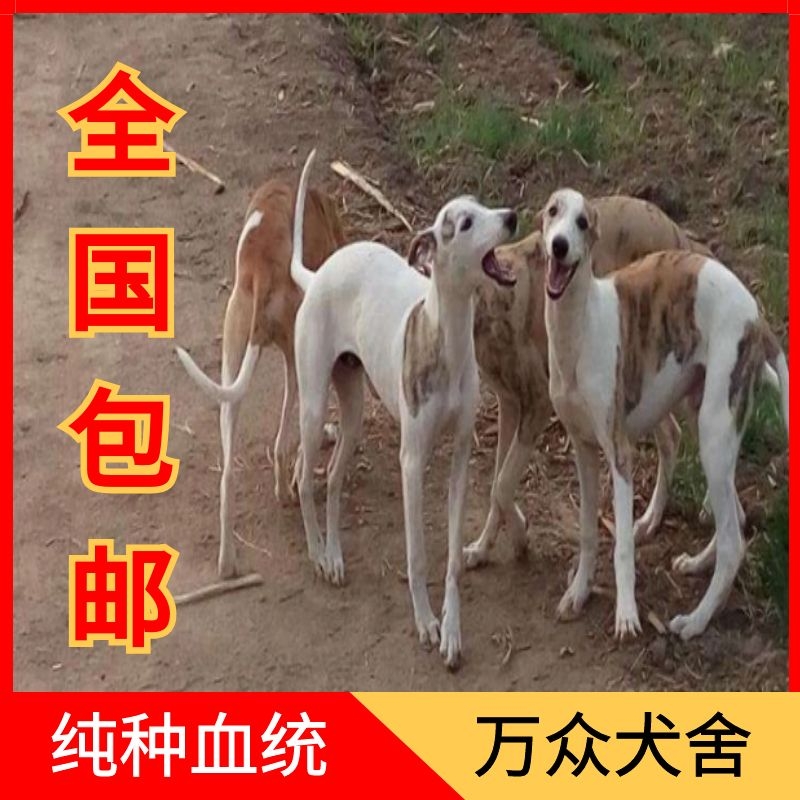 灵缇犬幼犬格力犬活体纯种意大利小灵缇猎兔犬细狗犬成年惠比特犬-图2