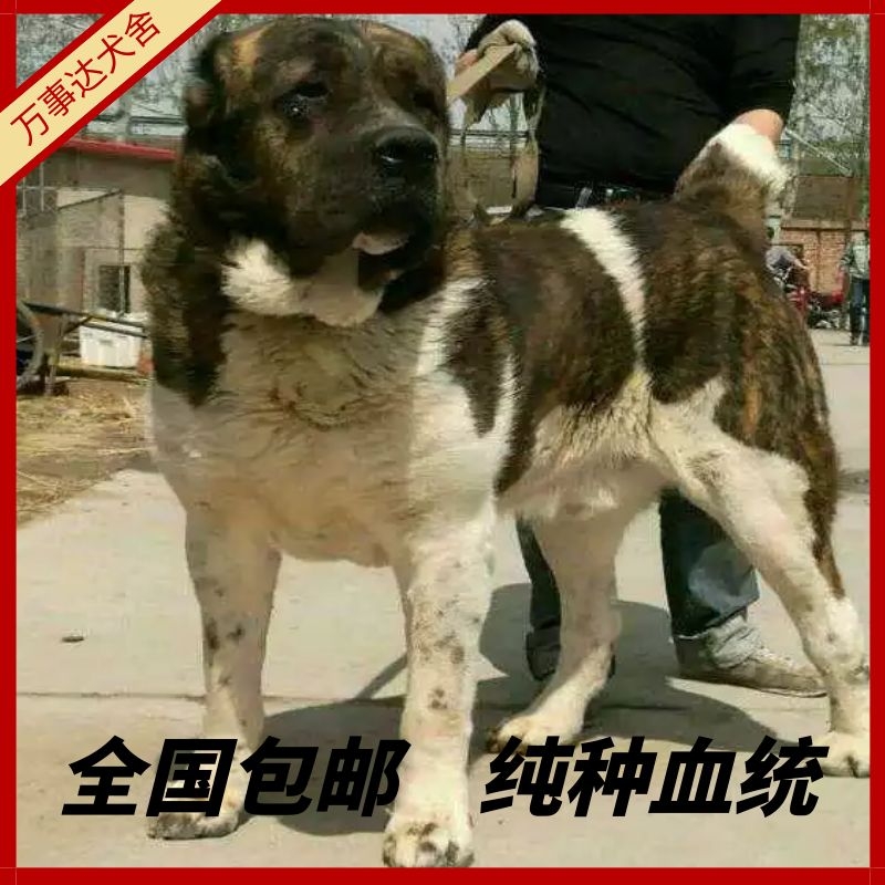 纯种中亚牧羊犬幼犬大型犬超大俄罗斯狗仔活体猎犬中亚犬幼崽出售 - 图0