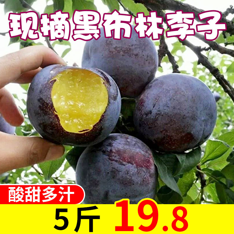 雨璐旗舰店陕西新鲜黑布林李子孕妇新鲜水果10斤应当季脆甜多汁非三华李西梅1