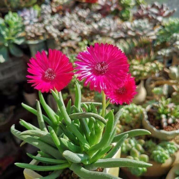 奔龙多肉植物红花绿植花卉带盆土阳台新手好养肉肉,淘宝优惠券,粉丝福利购,淘宝优惠卷