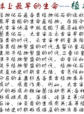 天然原石阳泉植物化石古生物标本