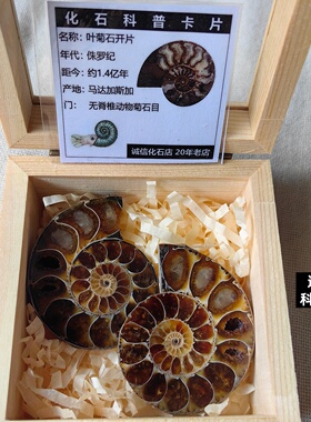 节日礼物远古海螺菊石切开片摆件