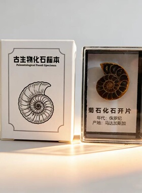 天然古生物化石标本科普冰箱贴