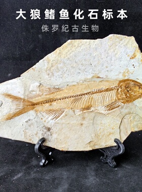 天然大狼鳍鱼化石动物古生物标本