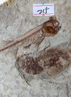 精品大板群鱼狼鳍鱼化石原石摆件