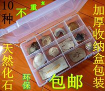 10 1 Fossil Specimens Case of Chrysanthemum Stones Sea Stars Sea Urchin Fish Trilobite Insect Leaves Tree Fossil Seha Clam Oysters