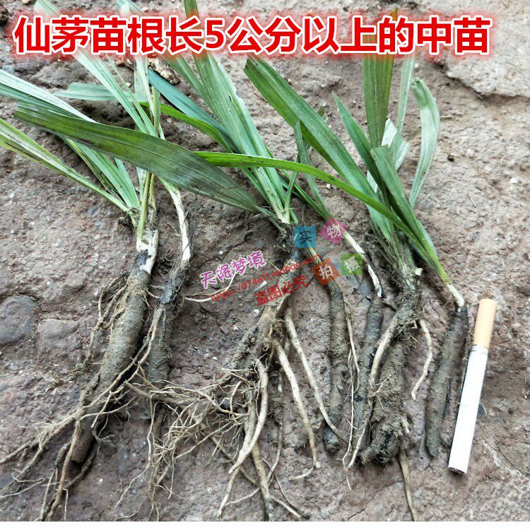 仙茅产地,效,_大山谷图库