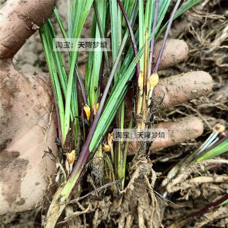 仙茅苗独脚仙茅多年生植物地棕苗新鲜独茅根独脚丝茅现挖仙茅苗_虎窝淘