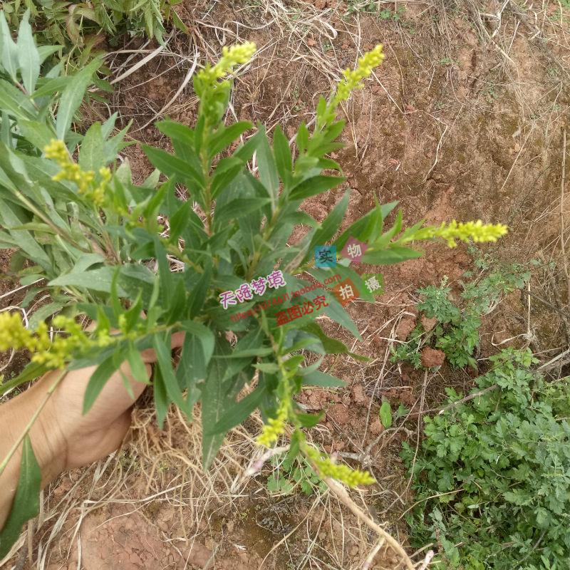 山上现挖一枝黄花苗 草药 野黄菊 山边半枝香 满山黄 一支黄花苗 - 图2