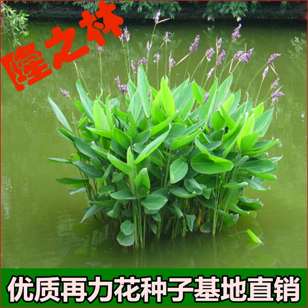 水生植物 再力花种子千屈菜 花叶芦竹香蒲芦苇水葱梭鱼草鸢尾种子