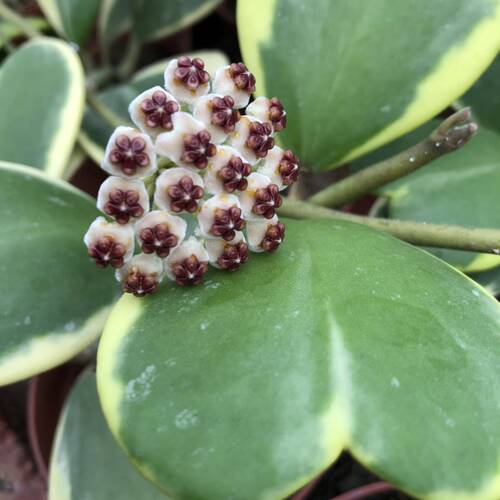 福龙多肉 心叶球兰锦 心型情人球兰 室内盆栽爬藤绿植多肉植物 - 图2
