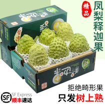(Shunfeng gift box) 5 catties of milk pineapple Pineapple Fruits Fresh Fruits Pan Lychee Forest the Buddhas Head Big Fruit 3