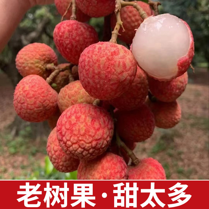  铂果荔枝
