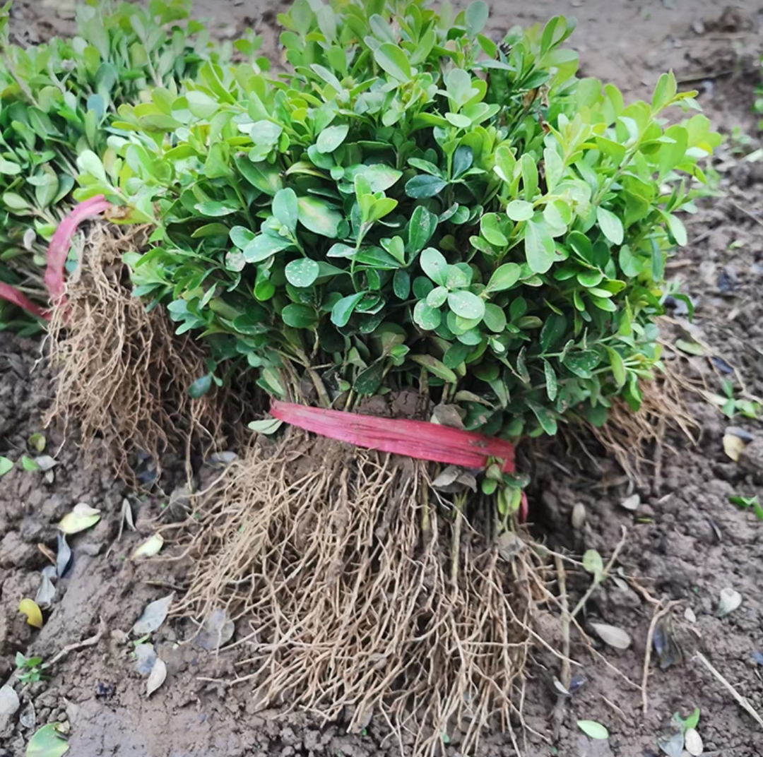 瓜子黄杨小苗四季常青栽观叶植物庭院室内室内植物盆栽办公室绿植 - 图0