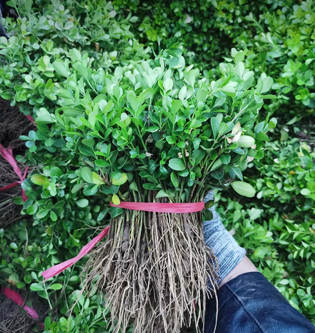 瓜子黄杨小苗四季常青栽观叶植物庭院室内室内植物盆栽办公室绿植 - 图1