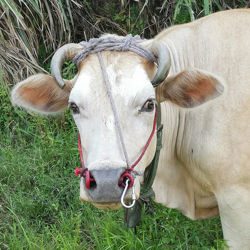 冷式牛鼻栓拴大号塑料牛鼻环牛鼻圈刀针夹穿打孔扣头不锈钢牛鼻钳 - 图2