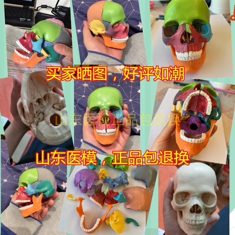 小型彩色拆分颅骨模型 拆装头骨模型 15部分可拆解骷髅头模型 - 图2