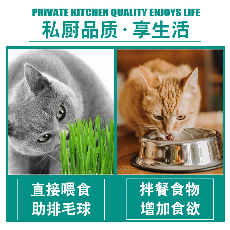 猫草种子无土栽培猫草懒人水培猫草去毛球助消化猫零食猫草种植 - 图1