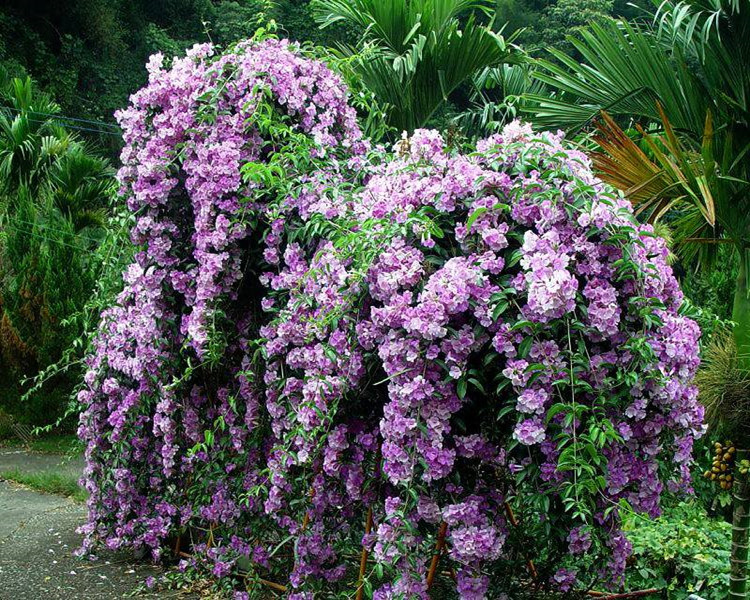 蒜香藤花苗 紫铃藤 攀援爬藤植物庭院阳台藤本花卉绿植当年开花苗 - 图1