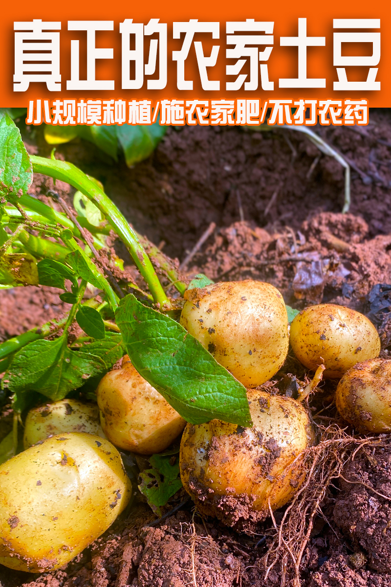 湖南黄心土豆衡阳农家本地洋芋子炒菜炖汤粉糯香甜农产品新鲜蔬菜 - 图1