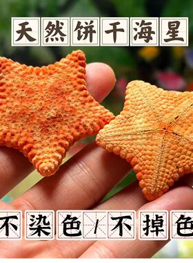 稀有天然橙色饼干海星标本