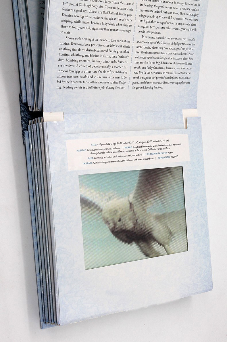 光与影视觉书系列极地 Polar 影像书 会动的3D图片书 A Photicular Book 英文原版绘本 纽约时报畅销书