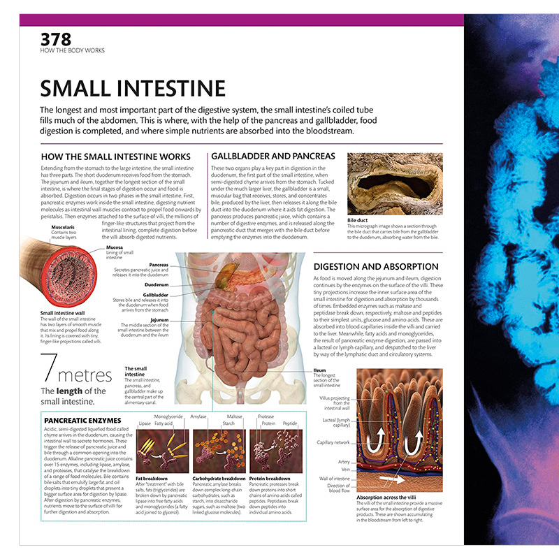 预售 DK完整的人体权威的视觉指南英文原版 The Complete Human Body The Definitive Visual Guide 人体解剖学图解画册精装艺术书 - 图2