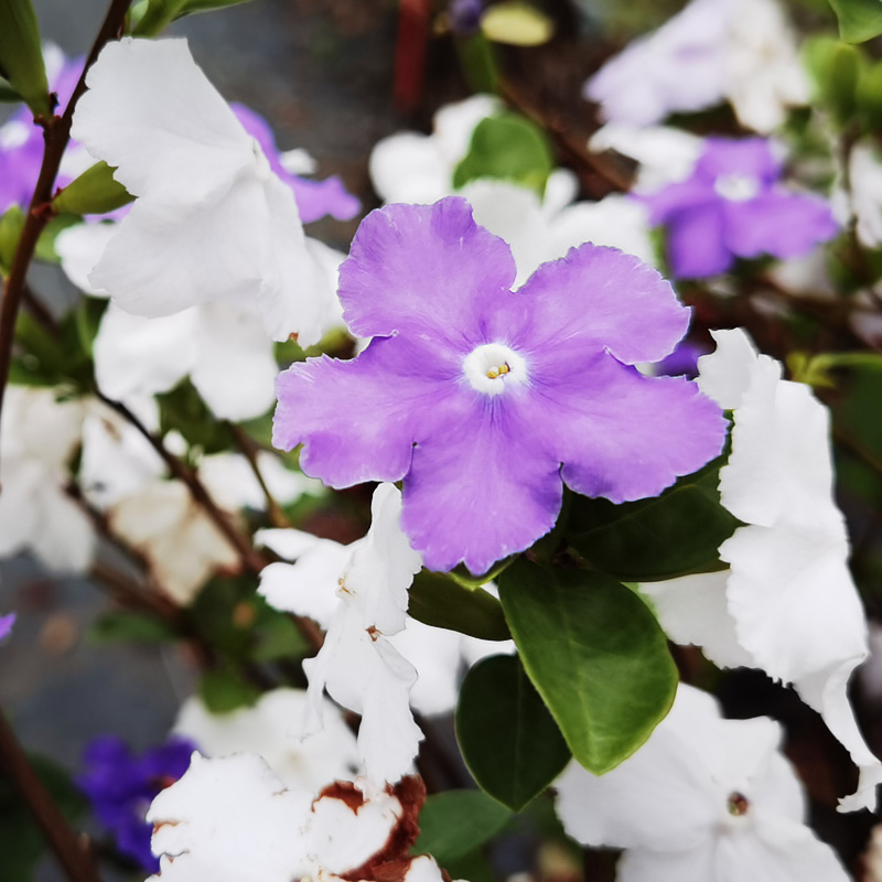 双色茉莉花盆栽浓香型四季花卉变色鸳鸯茉莉室内外阳台花苗绿植物-图2