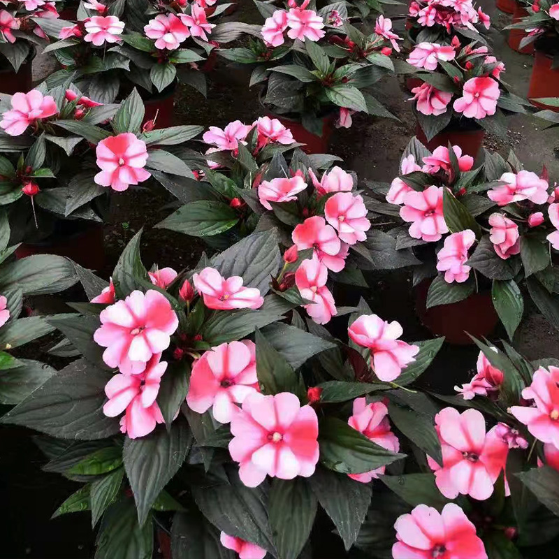 金叶子凤仙花盆栽带花苞阳台花园庭院夏季开花卉植物多年生指甲花 - 图0