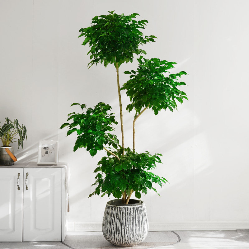 金叶子多层绿宝幸福树客厅盆栽大型常绿植物办公室内外客厅易养活,淘宝优惠券,粉丝福利购,淘宝优惠卷