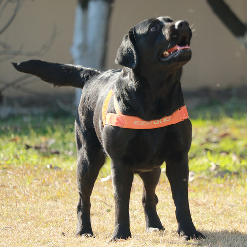 心宠物 澳洲EZYDOG狗狗快套胸背中大小型犬牵引绳宠物项圈防爆冲 - 图0