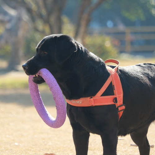 心宠物 澳洲EZYDOG狗狗快套胸背中大小型犬牵引绳宠物项圈防爆冲 - 图1