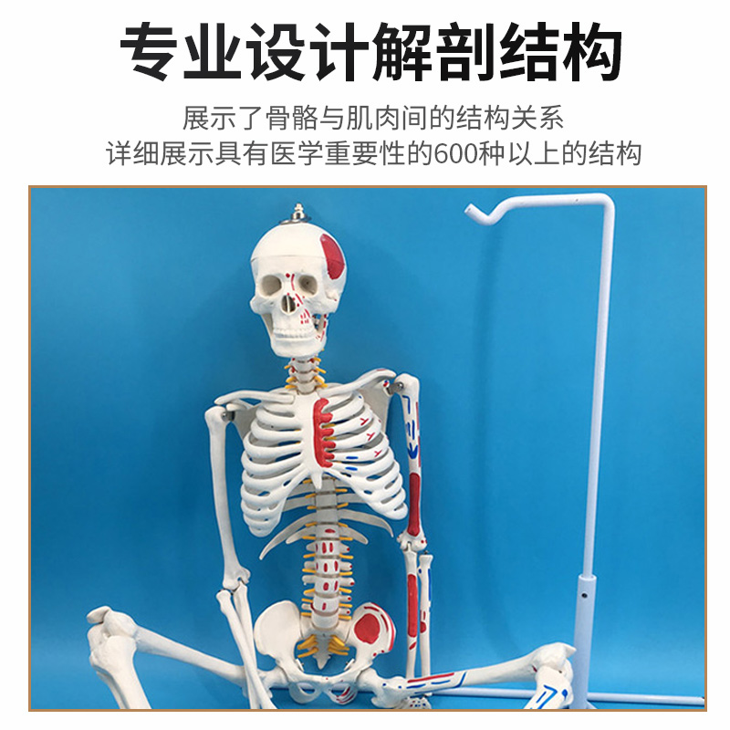 85cm170cm人体骨骼模型骨架可拆卸 人体脊柱模型仿真小白骷髅标本 - 图0