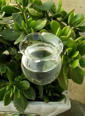1 Shapes House Plants Flowers Water Feeder Automatic Self W