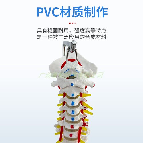 45cm正骨彩色椎体人体脊柱模型人体骨骼模型脊椎成人带胸椎骨盆 - 图2