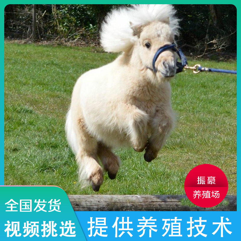 矮马活体宠物马德保矮马幼崽迷你宠物小矮马儿童骑乘真马矮马活物_虎窝淘