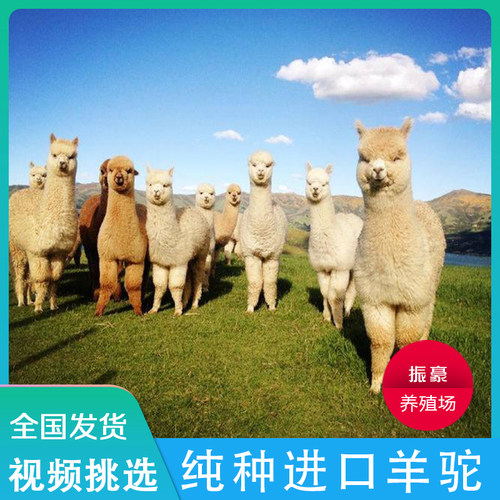 羊驼宠物家养萌宠活体小羊驼幼崽澳洲神兽草泥马羊驼活物出售租赁 - 图1