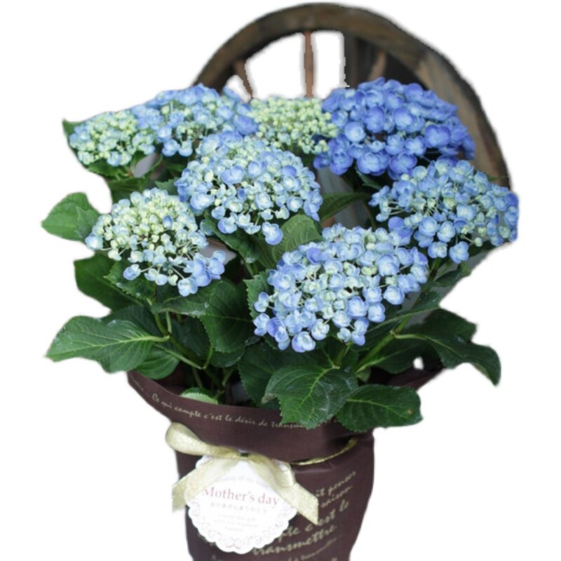 花都之韵进口新品大花重瓣绣球花盆栽辉夜姬夏洛特万华镜绣球 花都之韵月季园 淘优券