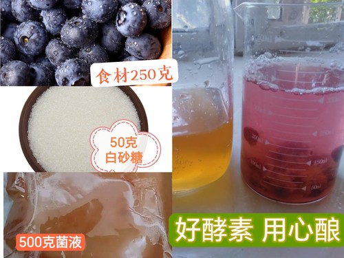 正宗红茶菌宝菌种老胃宝种苗醋蛾子茶饮料酵素海宝发酵母液